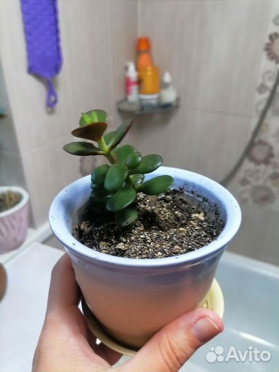 Крассула толстянка