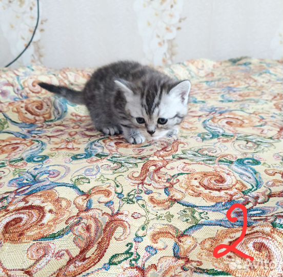 Шотландские котята