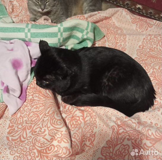 Кот в добрые руки