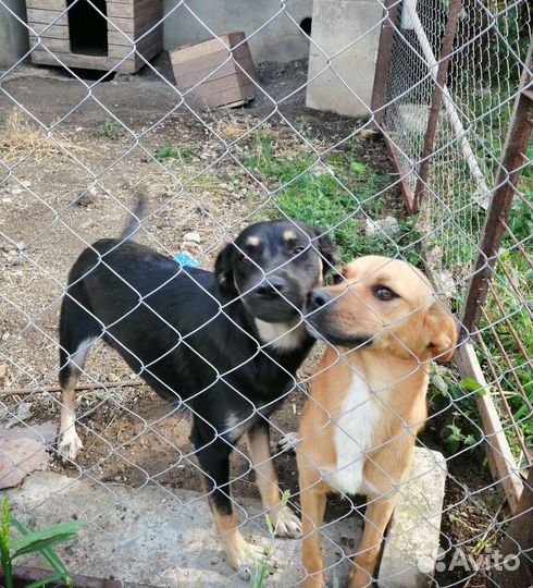 Отдам бесплатно щенки