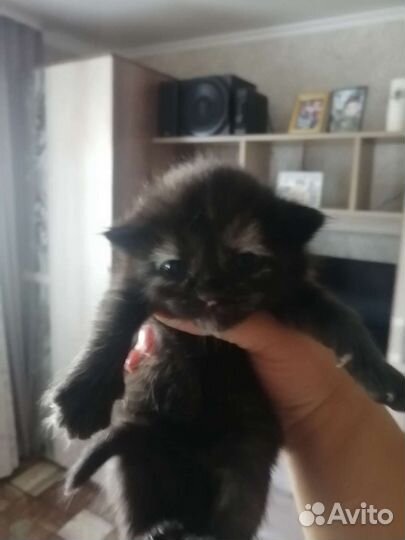 Кошка в дар бесплатно