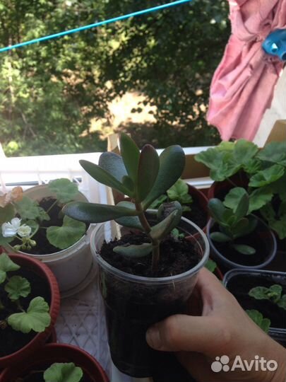 Герань, аихризон, сенсевьера, алоэ вера