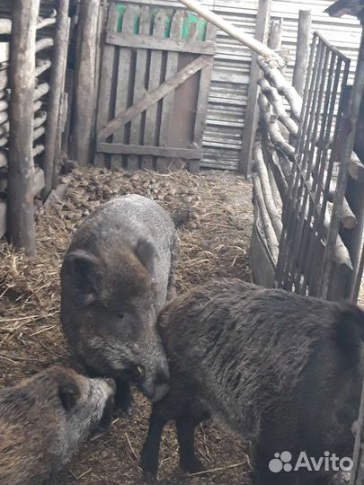 Кабан дикии