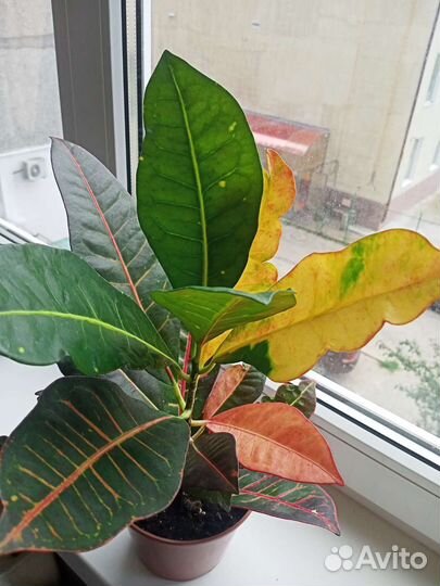 Кодиеум кротон