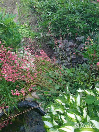 Хоста,гейхера,мимилюс