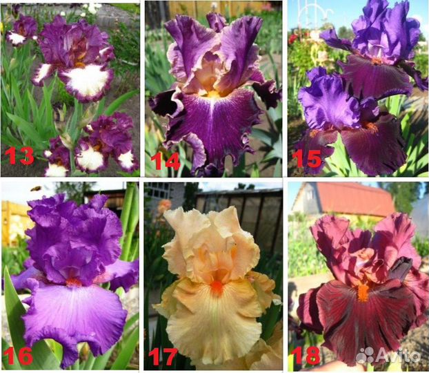 Сортовые ирисы Tall Bearded-класса