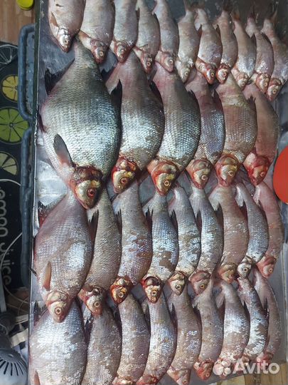 Свежая рыба лещ