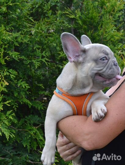 Щенки французского бульдога