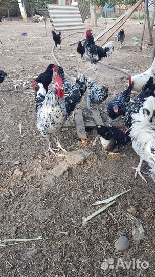 Птицы домашние куры