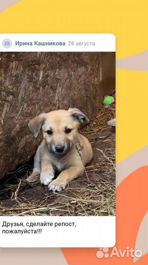 Щенки в добрые руки