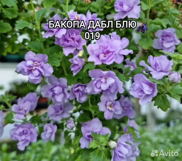 Бакопа, лобелия, немезия, сцевола