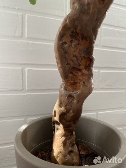 Шефлера. Искусственное дерево