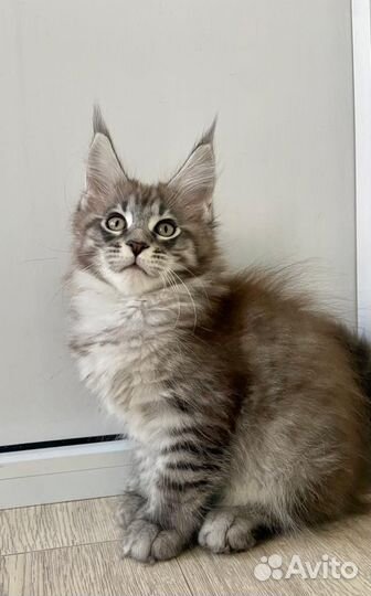 Котята мейн-кун