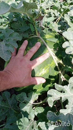 Арбуз оптом