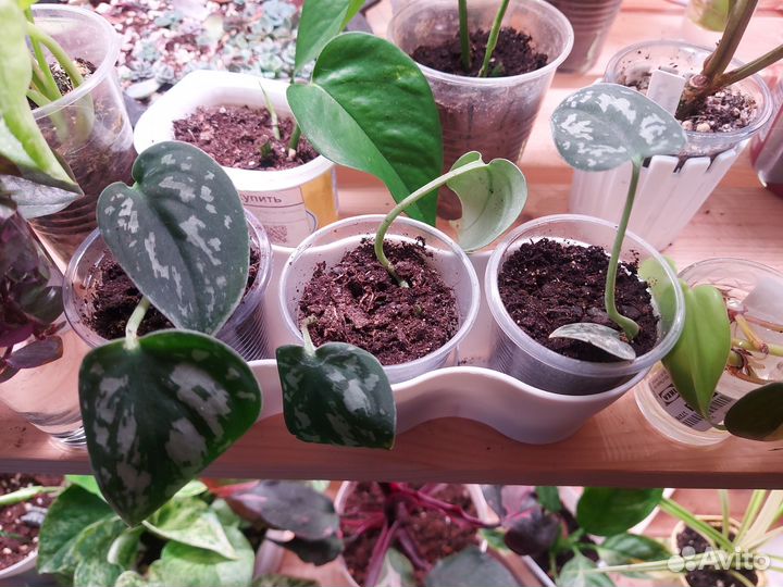 Сциндапсус