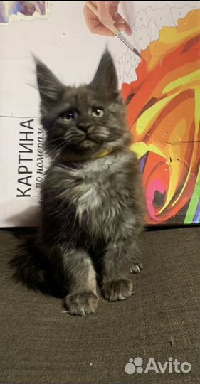 Красавцы Мейн кун