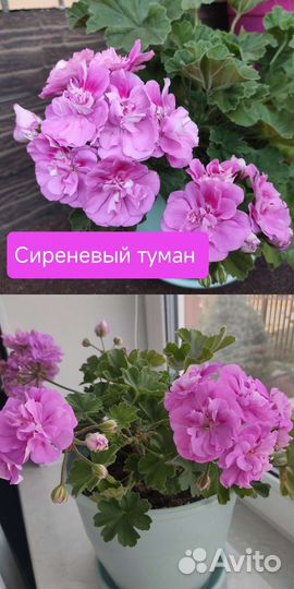 Пеларгония Сиреневый туман