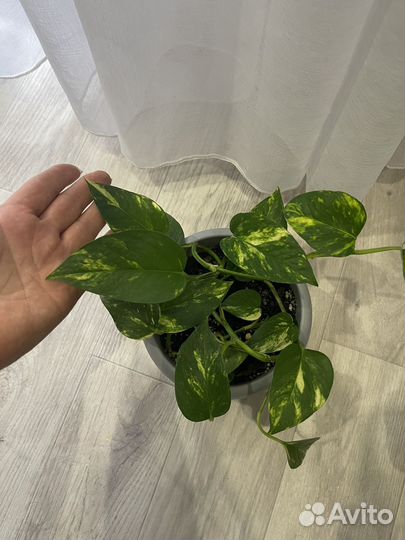 Сциндапсус/эпипремнум золотистый