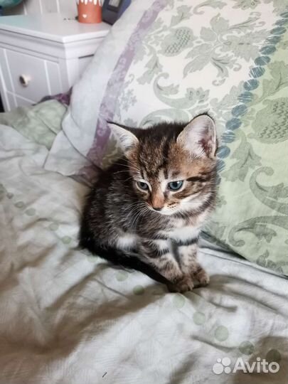 Котенок девочка ищет дом