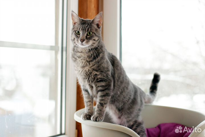 Красавица Суприм в поисках дома