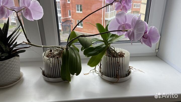 Комнатные растения цветы орхидея