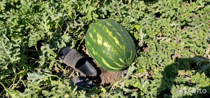 Семена арбуза Конго