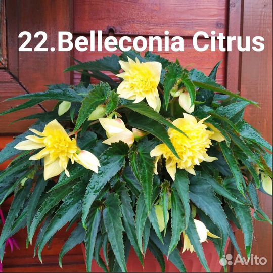 Бегонии Belleconia, ампельные