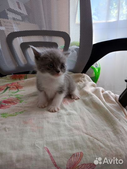 Котята в добрые руки бесплатно