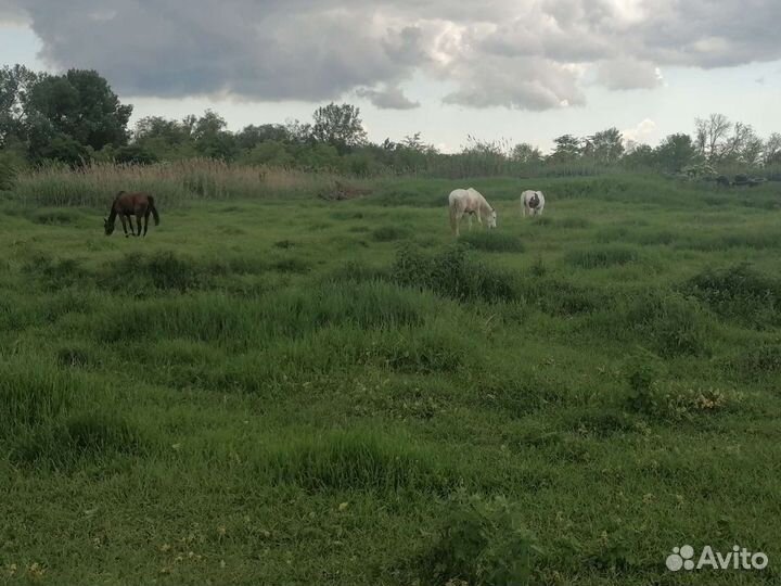 Прокат на лошадях и пони