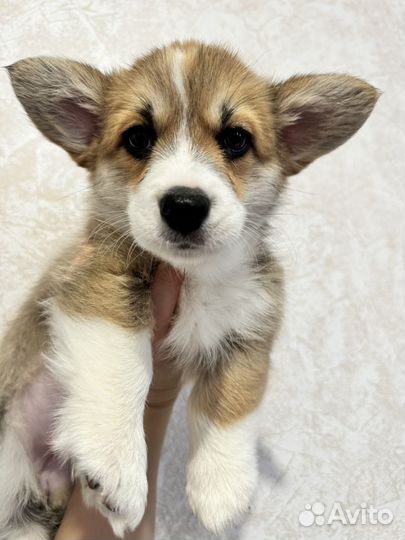 Вельш-корги пемброк девочка