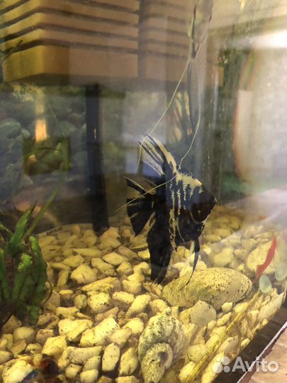 Аквариумные рыбки