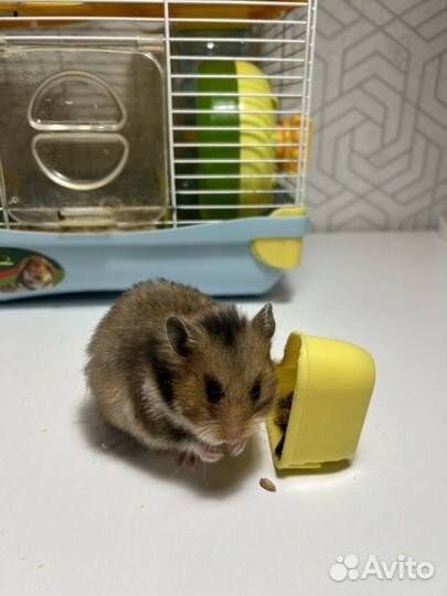 Серийские хомяки с клеткой