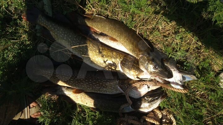 Участок 80 сот. (ИЖС)