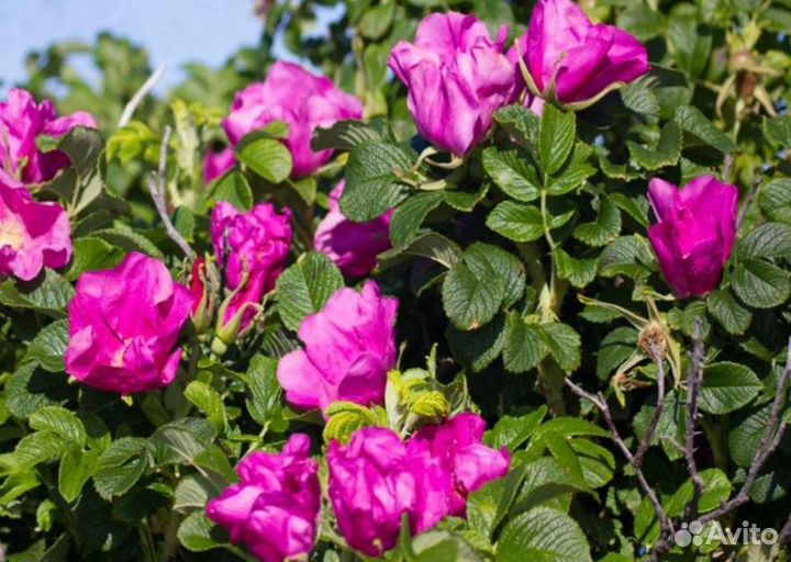 Шиповник Роза морщинистая