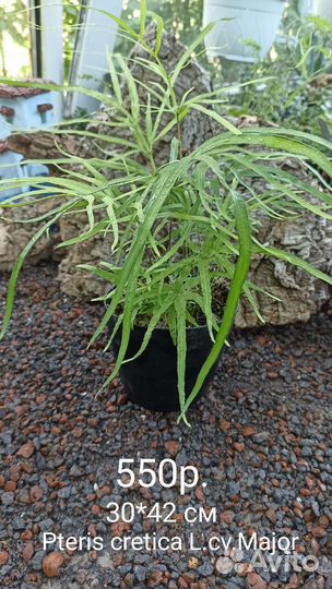 Птерис Критский/ Папоротник