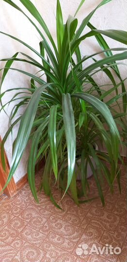 Пальма панданус