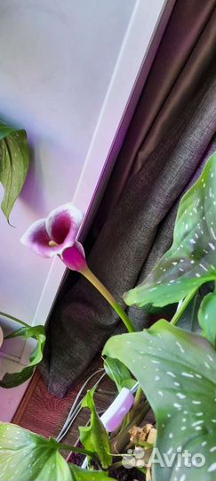 Луковицы каллы