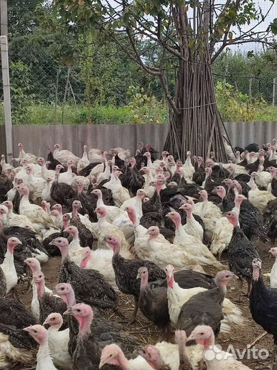 Индюки индюшата