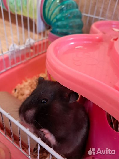 Сирийский хомяк девочка с клеткой