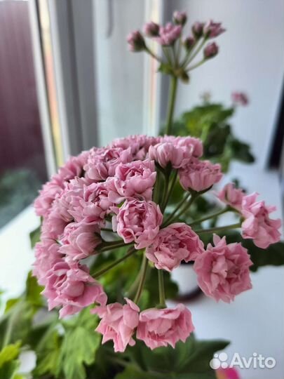 Герань пеларгония тюльпановидная