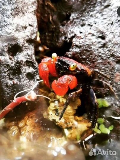 Аквариумные обитатели