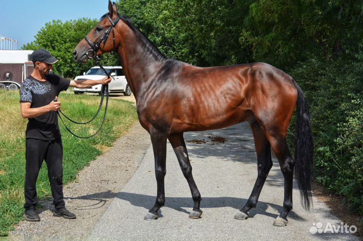 Продам лошадь