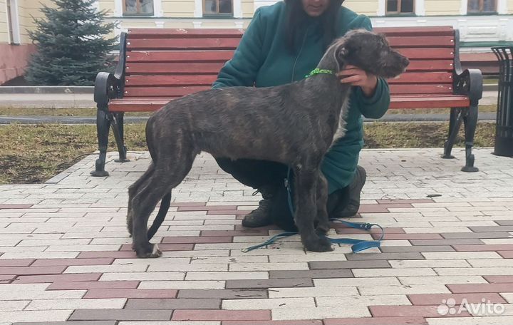 Щенки Ирландского вольфхаунда(волкодава)