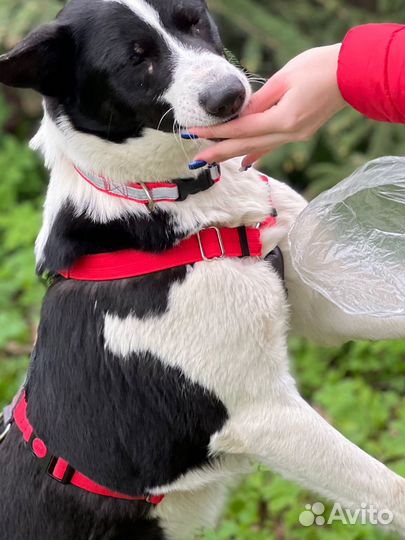 Собака в добрые руки