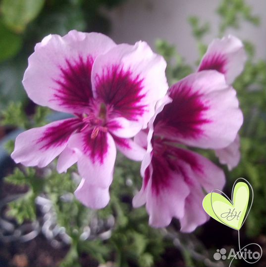 Пеларгония ангел