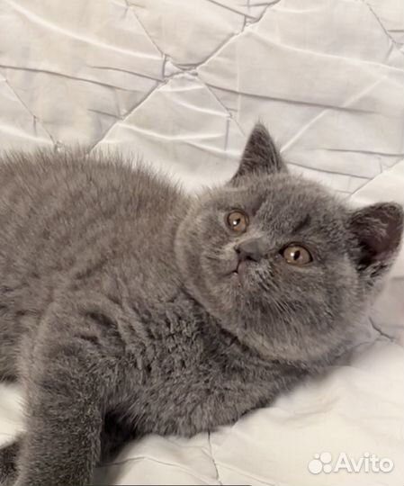 Британские котята - в супер дом