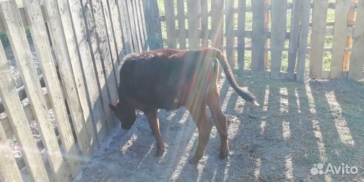 Корова, бык, тёлка, телята