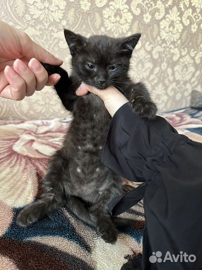 Кошка в дар бесплатно