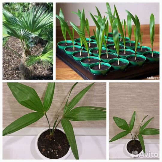 Редкие,необычные растения И съедобная микрозелень