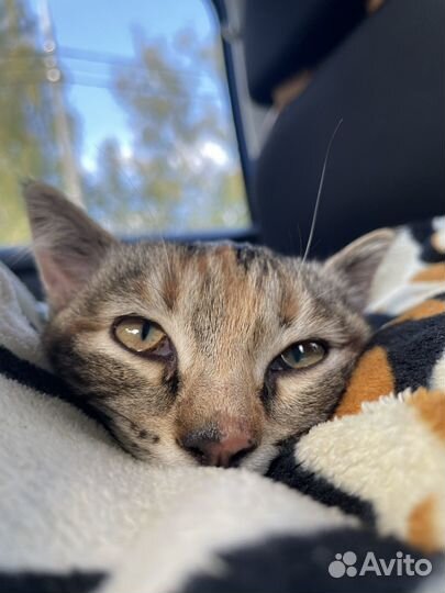 Котенок девочка в дар